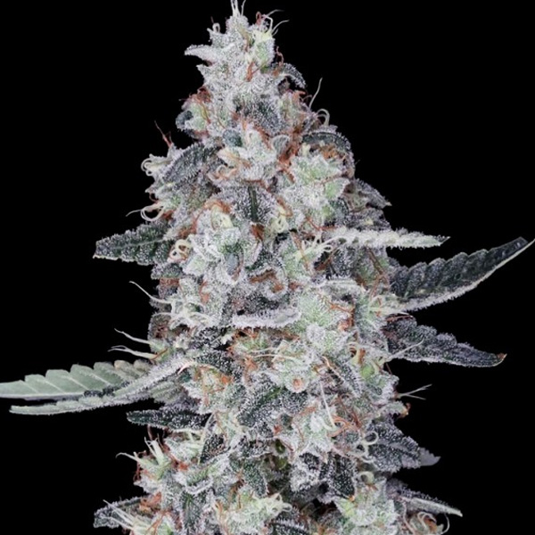 Imagen de semillas feminizadas Auto Big Mac de DNA Genetics para cultivo automático