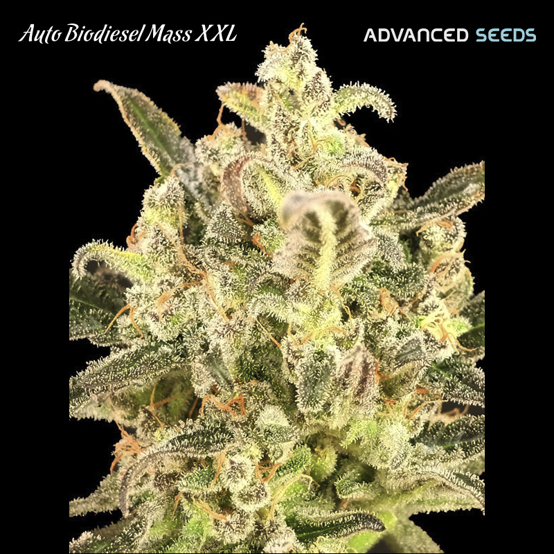 Semilla feminizada Auto Biodiesel Mass XXL de Advanced Seeds para cultivo automático