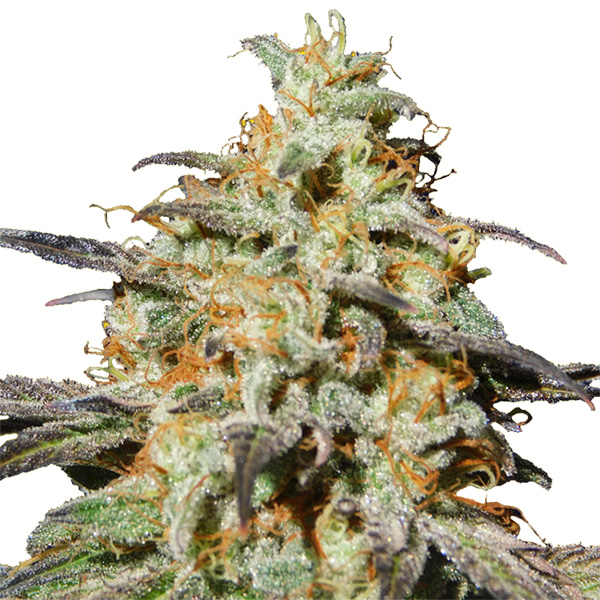 semilla feminizada Auto Biscotti para cultivo de cannabis