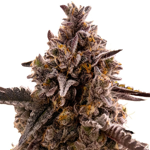 Planta Auto Black Orchid 1 unidad feminizada para cultivo