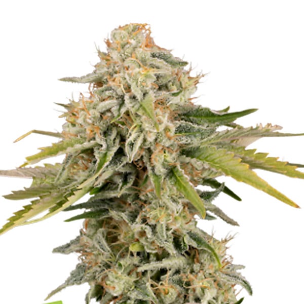 Semilla feminizada Auto Black Rainbow de Seedstockers para cultivo automático