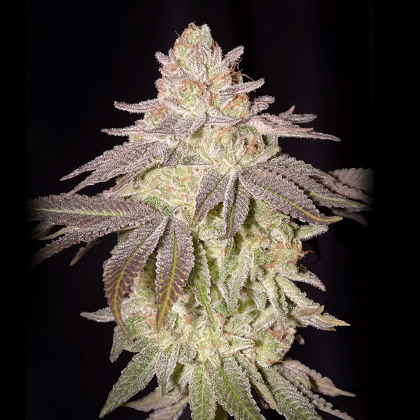 planta Auto Black Toffee variedad autofloreciente