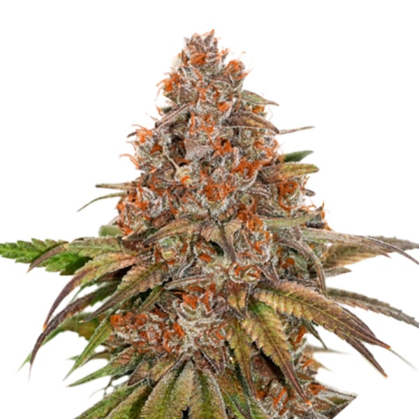 Semilla feminizada Auto Blackberry Gum de Seedstockers para cultivo automático