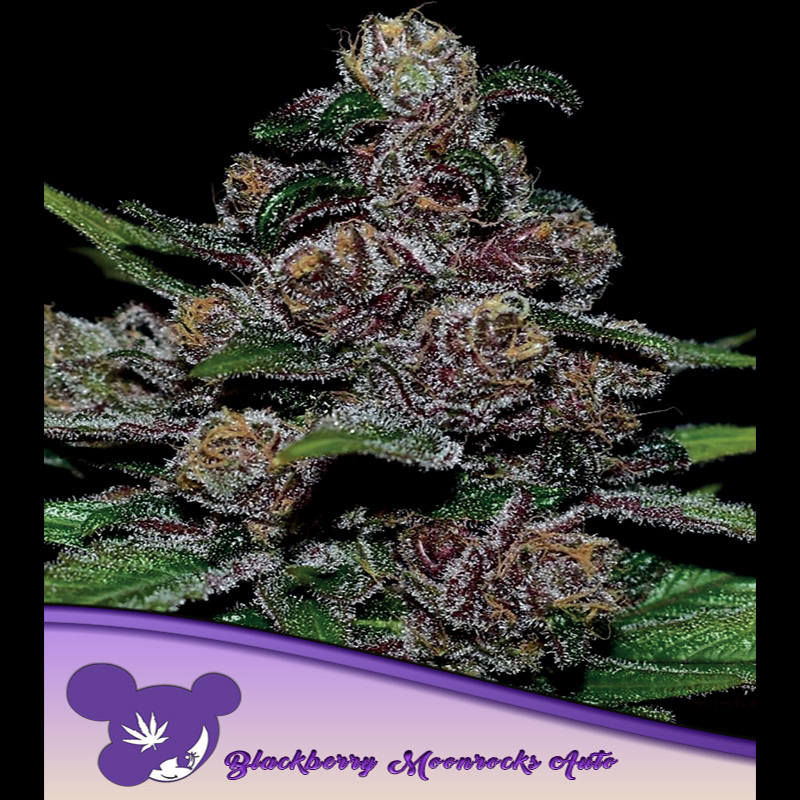 Auto Blackberry Moonrocks Anesia