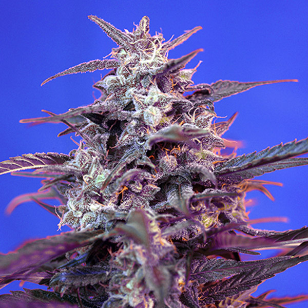 Semillas feminizadas Auto Bloody Skunk de Sweet Seeds para cultivo automático