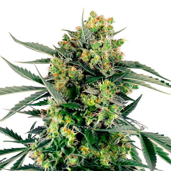 semillas feminizadas Auto Blue Berry Skittlez de Sensi Seeds Research para cultivo automático