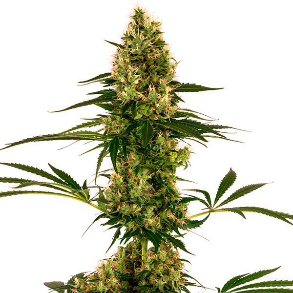 Semilla autofloreciente Auto Blue Bullet de Sensi Seeds