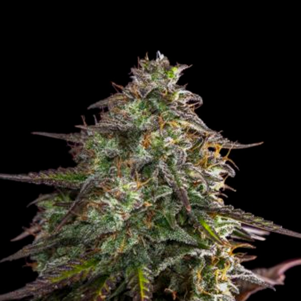 semilla feminizada Auto Blue Cheese de Expert Seeds para cultivo automático