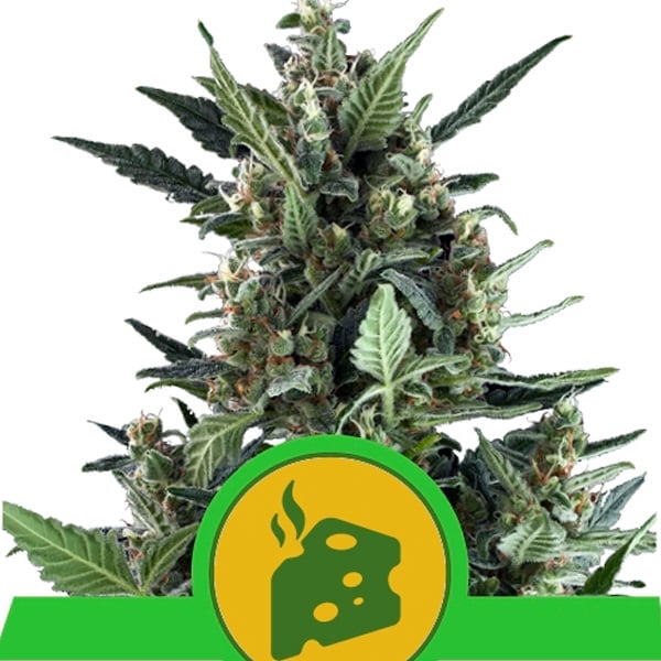 Planta Auto Blue Cheese de Royal Queen en etapa de crecimiento