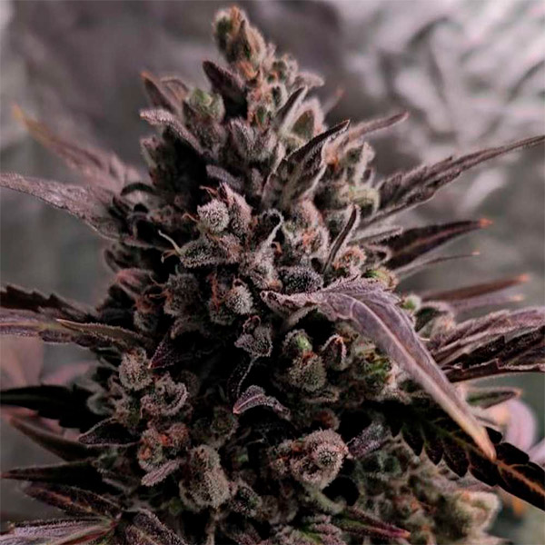 semilla autofloreciente Auto Blue Cheese de Buddha Seeds para cultivo
