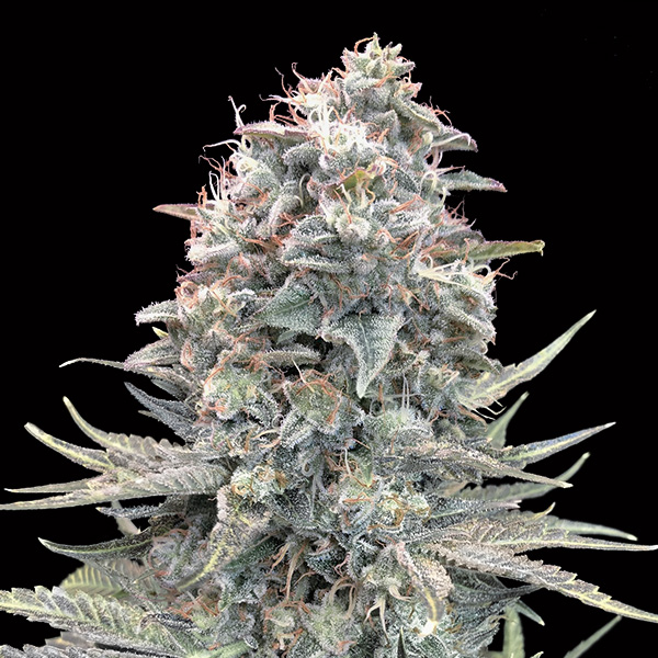 Semillas feminizadas Auto Blue Dream para cultivo de cannabis