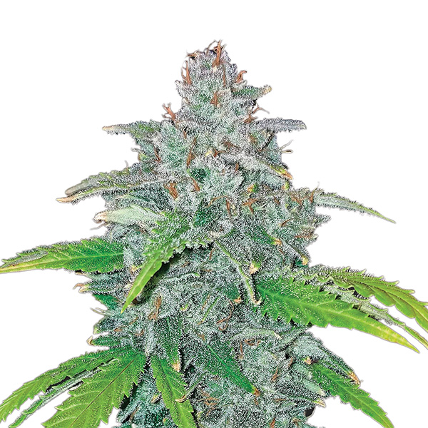 semillas feminizadas Auto Blue Dream Nirvana para cultivo automatizado