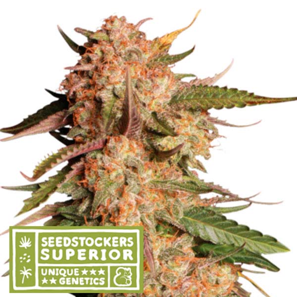 semillas autoflorecientes Auto Blue Moby de Seedstockers