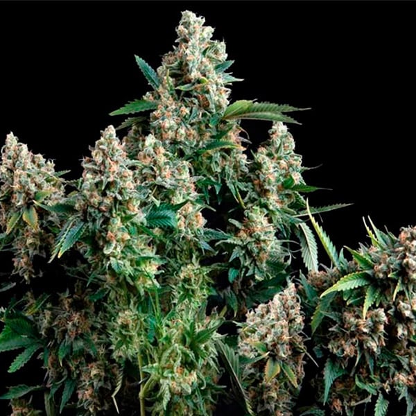 semillas feminizadas Auto Blue Pyramid de Pyramid Seeds para cultivo de cannabis