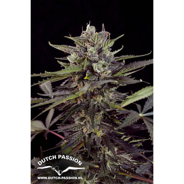 Planta Auto Blueberry autofloreciente de Dutch Passion en maceta