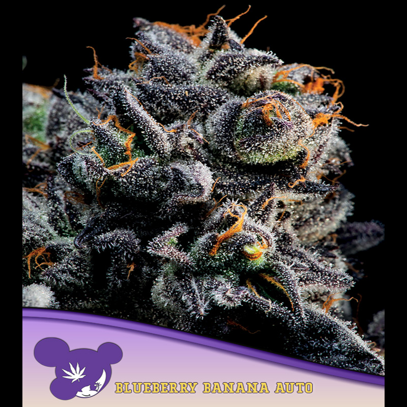Plántulas Auto Blueberry Banana feminizadas para cultivo
