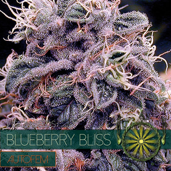 Semilla autofloreciente Auto Blueberry Bliss de Vision Seeds