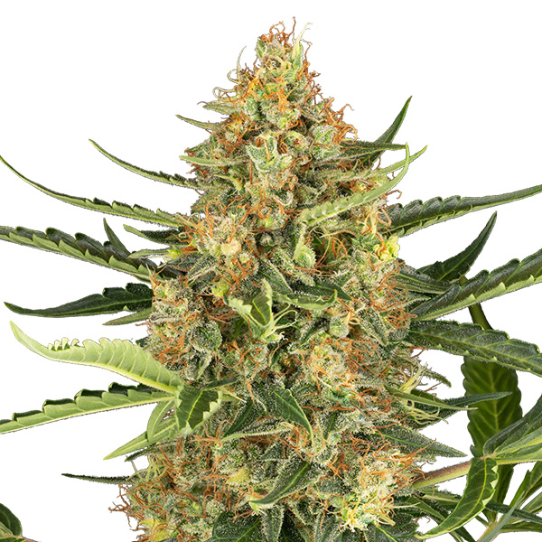 Semillas feminizadas Auto Blueberry Bubblegum de Sensi Seed Research para cultivo automático