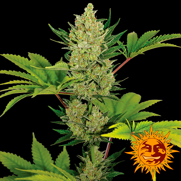 semillas feminizadas Auto Blueberry Cheese de Barneys