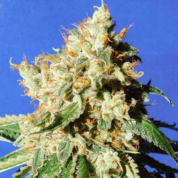 Semilla feminizada Auto Blueberry Cookies para cultivo
