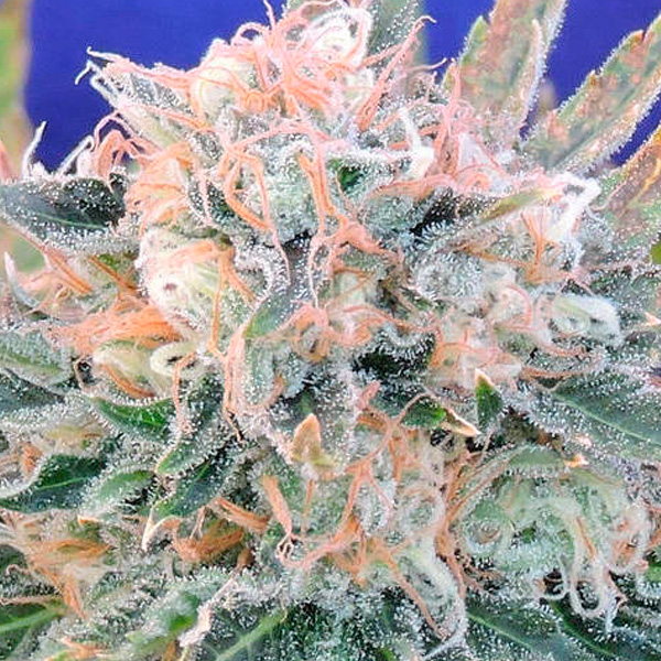 Semilla feminizada Auto Blueberry Ghost OG para cultivo de cannabis