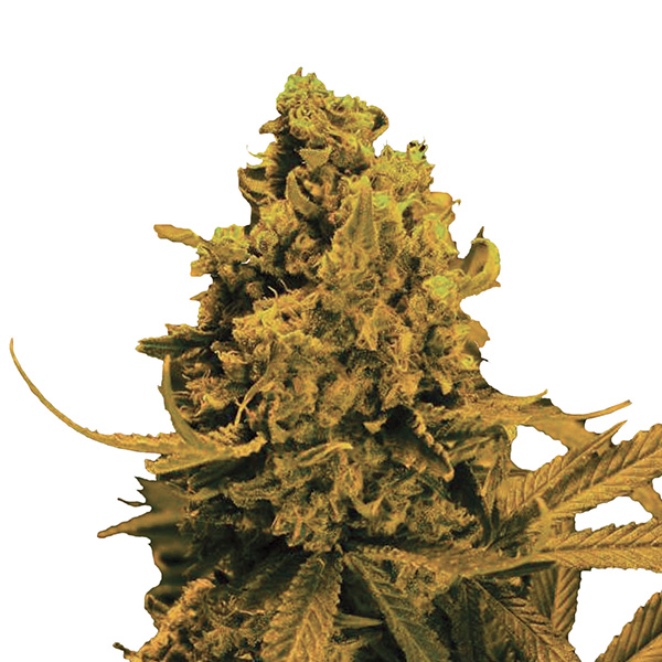 semillas feminizadas Auto Blueberry Kush de Nirvana para cultivo automático