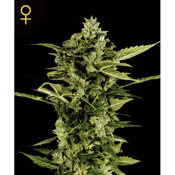Planta Auto-Bomb 1 feminizada de Green House para cultivo automático