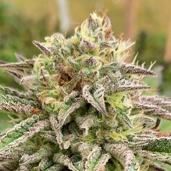 semilla autofloreciente Auto Brake Up Cake Kannabia Seeds