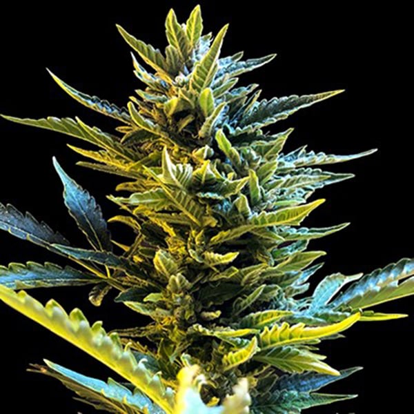 Semilla autofloreciente Auto Bride Cake de G13 Labs para cultivo
