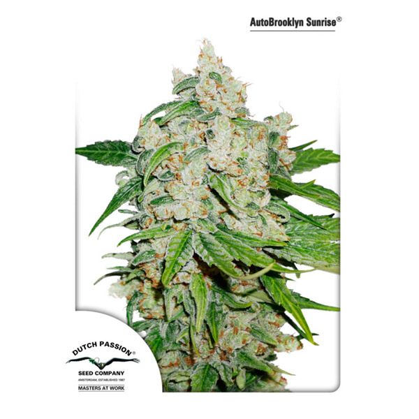 Semillas feminizadas Auto Brooklyn Sunrise de Dutch Passion para cultivo automático