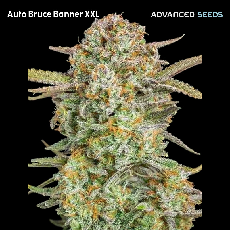 Planta Auto Bruce Banner XXL 1 unidad feminizada Advanced Seeds