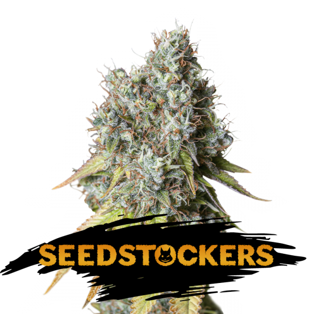 Semilla feminizada Auto Bruce de Seedstockers para cultivo automático