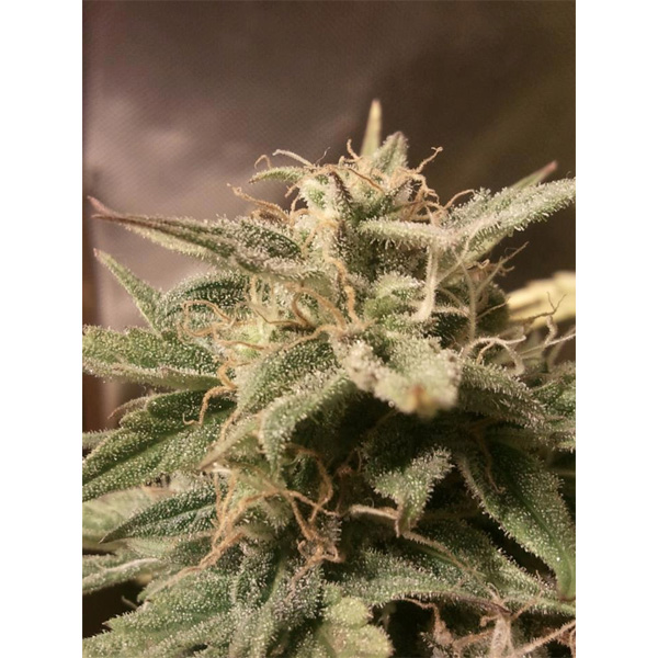 Planta Auto Bubble 4 U feminizada de semillas para cultivo