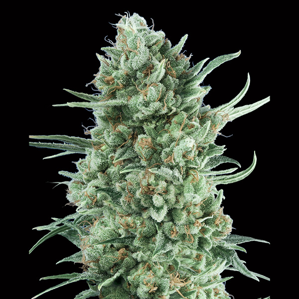 Semillas feminizadas Auto Bubble Gum XXL 3 unidades para cultivo