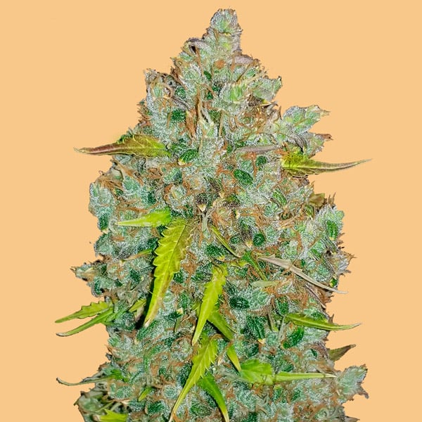 planta Auto Bubblegum autofloreciente de FastBuds Seeds en cultivo interior