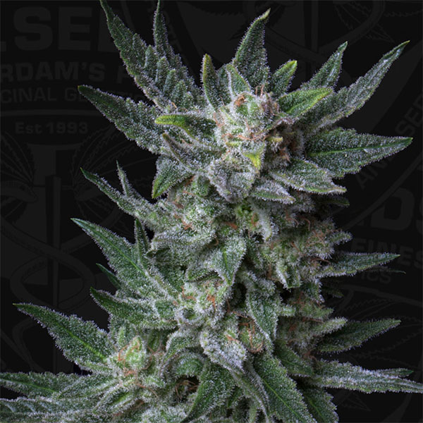 semillas feminizadas Auto Bubblegum de TH Seeds para cultivo automático