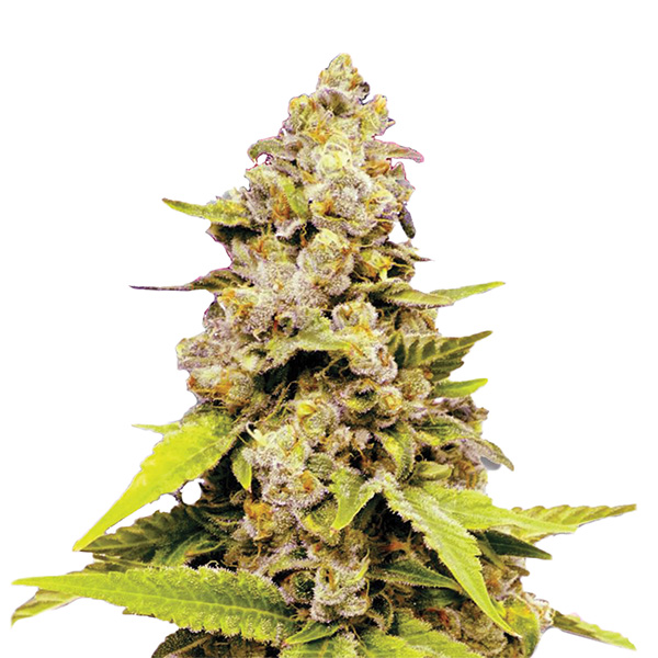 Semillas feminizadas Auto Bubblelicious de Nirvana para cultivo automático