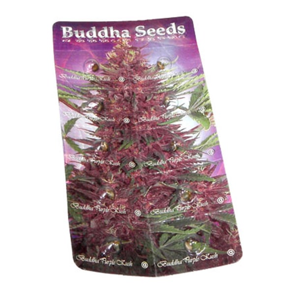 Semillas autoflorecientes Purple Kush Auto de Buddha Seeds para cultivo