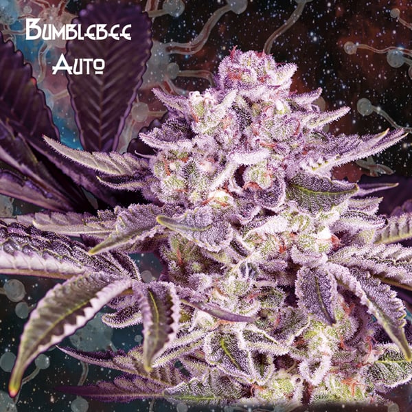 Planta Auto-Bumblebee de Nemeseeds autofloreciente