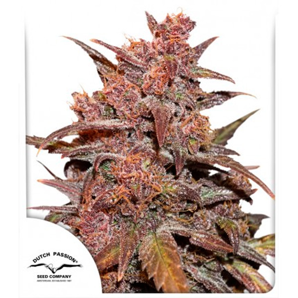 semilla feminizada Auto CBD Blackberry Kush de Dutch Passion