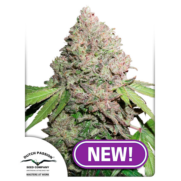 semillas feminizadas Auto CBD Charlottes Angel de Dutch Passion