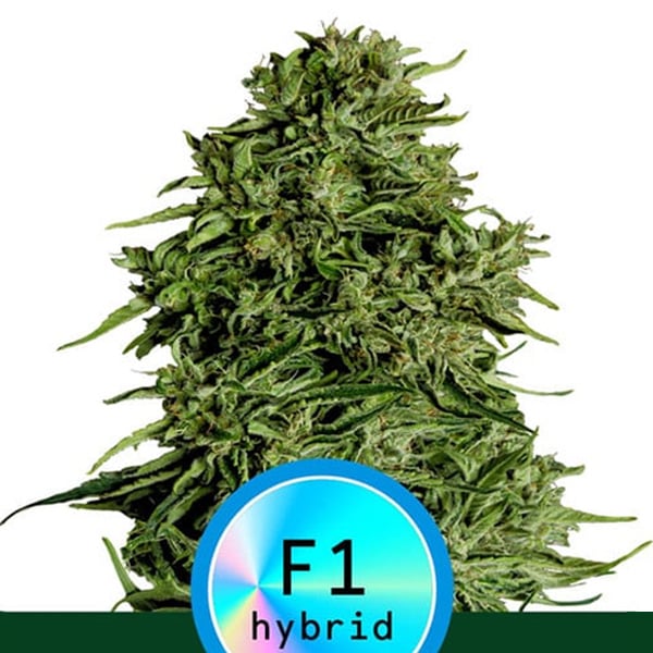 Semilla feminizada Auto-CBD Cosmos F1 de Royal Queen para cultivo automático