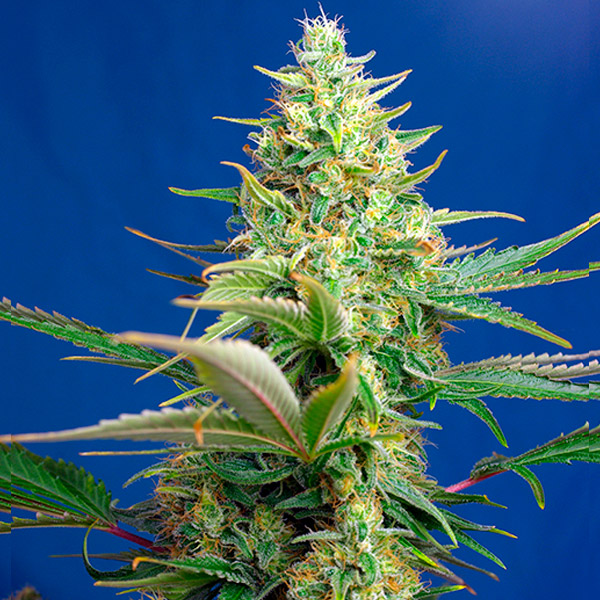 planta Auto CBD Sweet Pure 31 semillas feminizadas Sweet Seeds