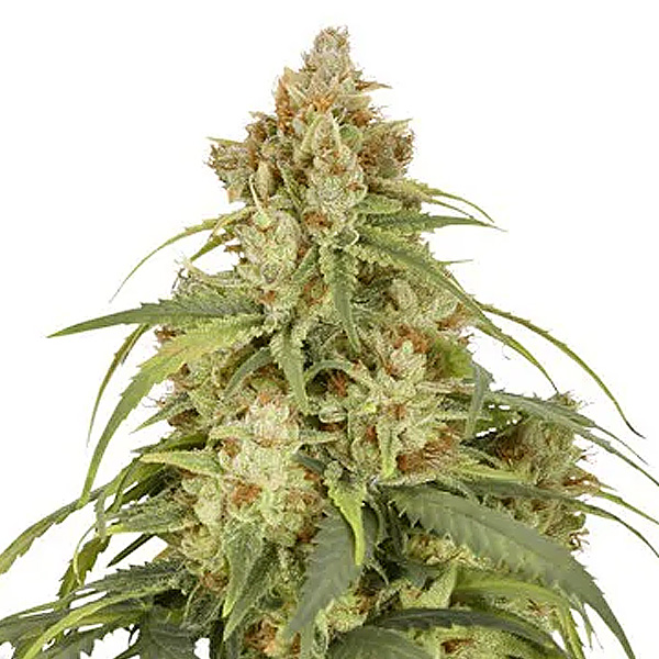 Semilla feminizada Auto CBD Victory de Dutch Passion para cultivo automático