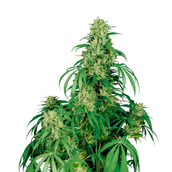 Blíster con 10 semillas feminizadas Auto Calamity Jane de Buddha Seeds