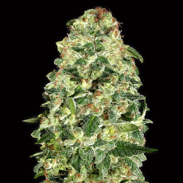 Semillas feminizadas Auto California Kush para cultivo automático