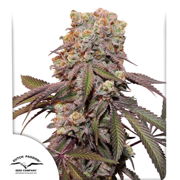 semillas feminizadas Auto Candy Bubatz XL de Dutch Passion para cultivo automático