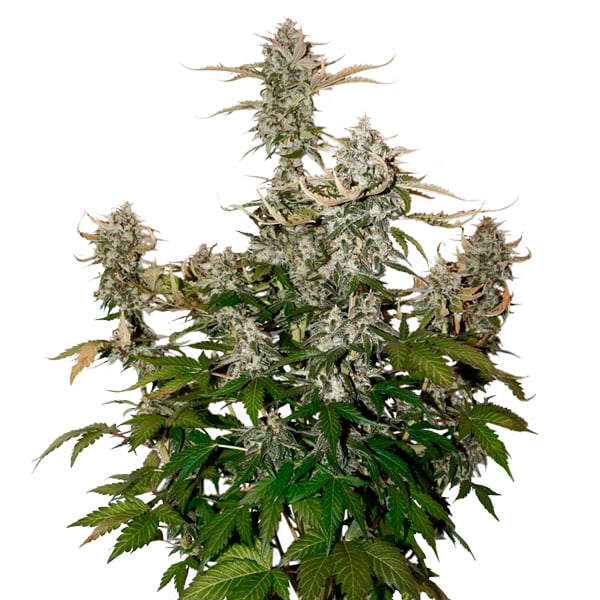 Semilla feminizada Auto Candy Dawg de Seedstockers para cultivo de cannabis
