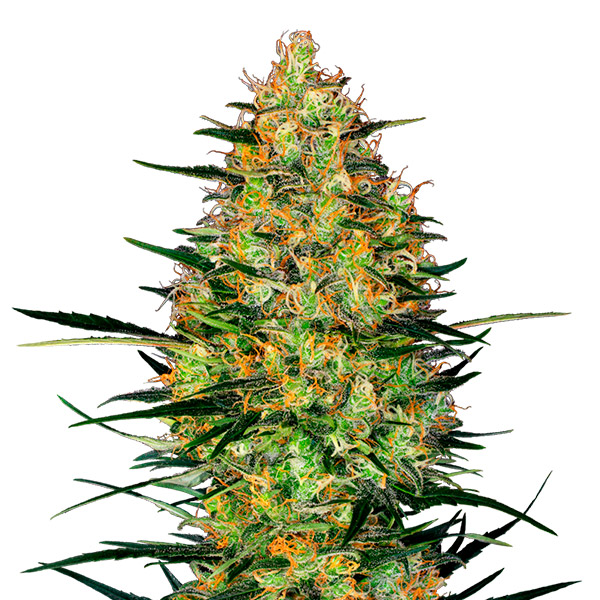 semillas feminizadas Auto Caramellow Kush de Sensi Seeds Research para cultivo automático