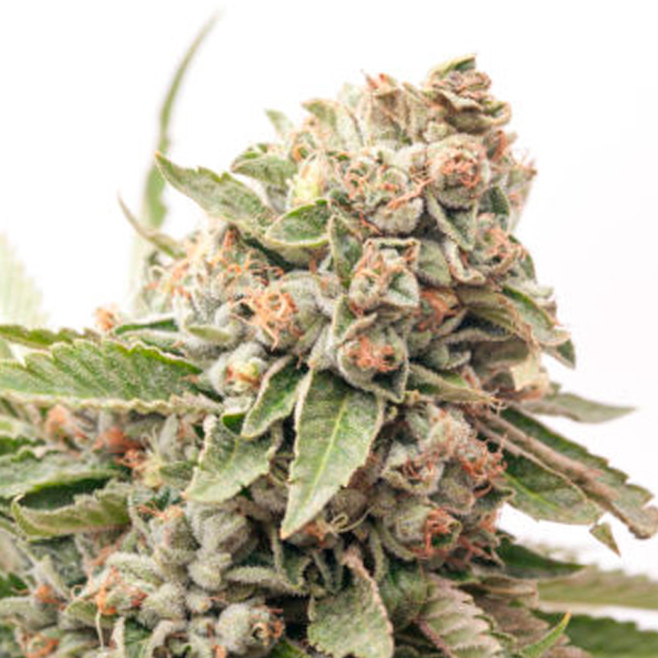 Planta Auto Cheese autofloreciente de Expert Seeds en maceta